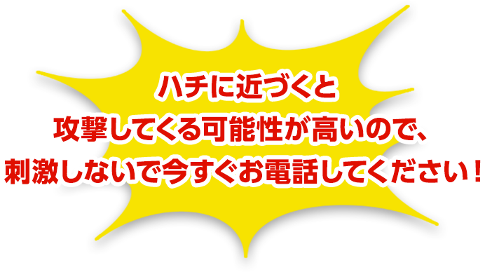 ハチに近づくと攻撃してくる可能性が高いので、刺激しないで今すぐお電話してください！