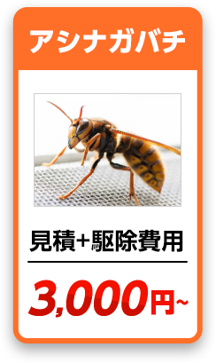 アシナガバチ　見積り＋駆除費用＝4,000円から